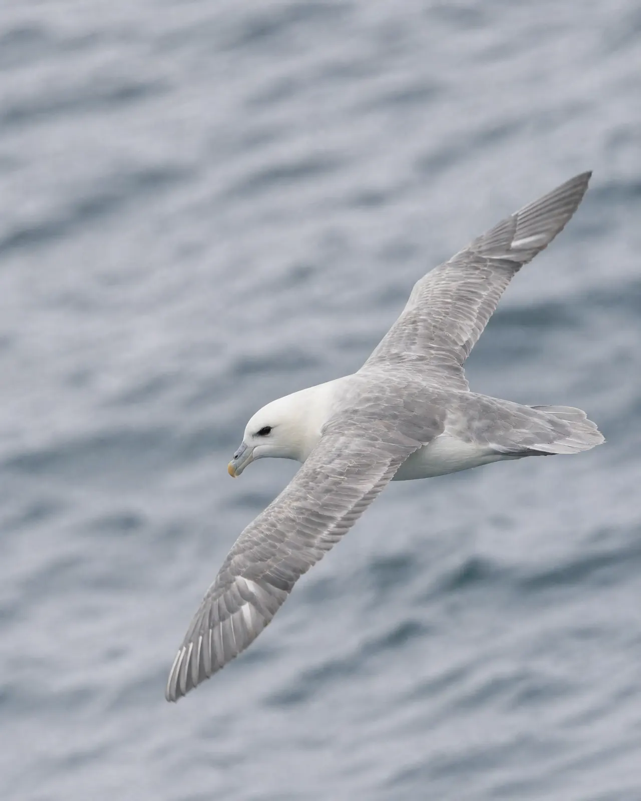 A fulmar