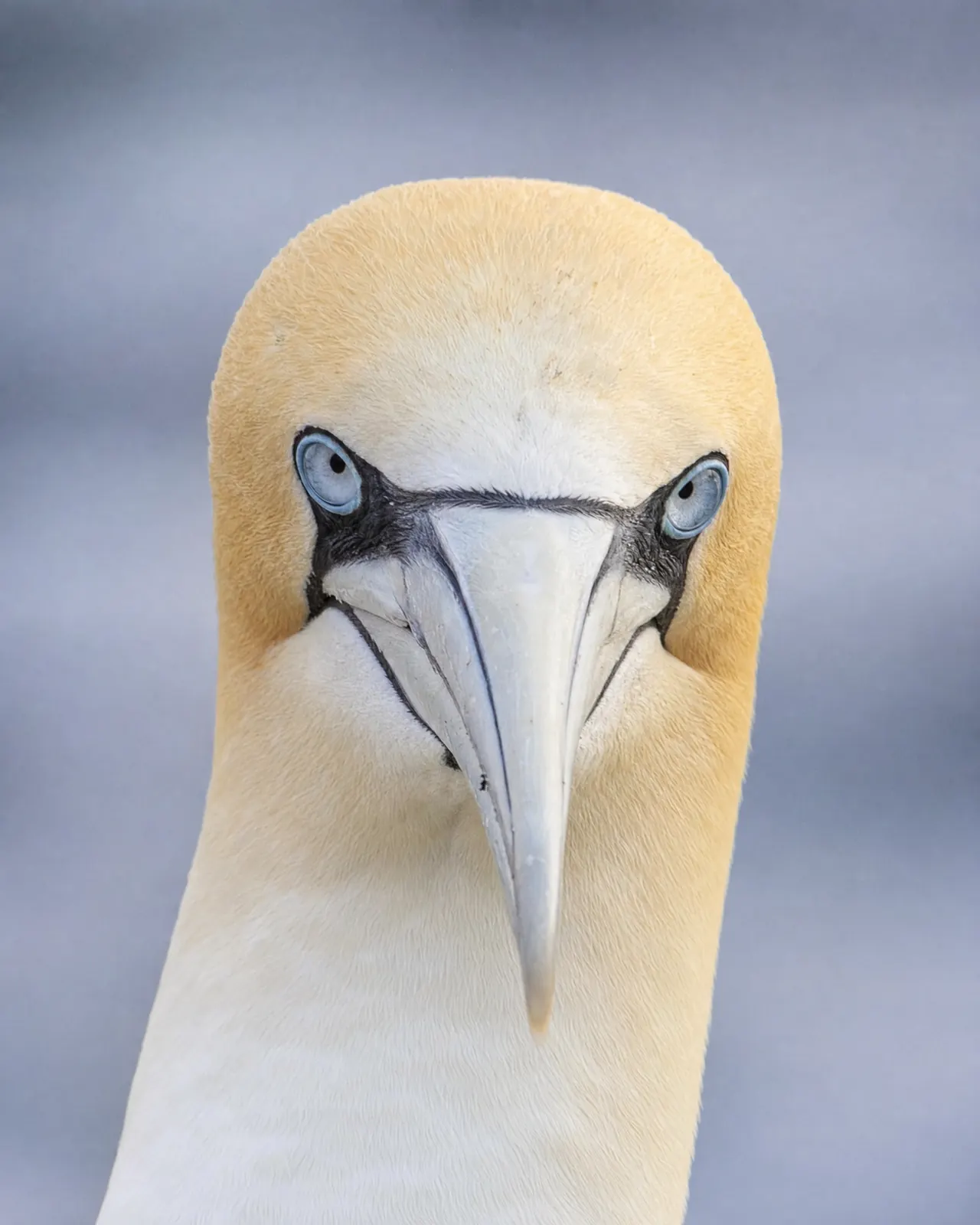 A gannet