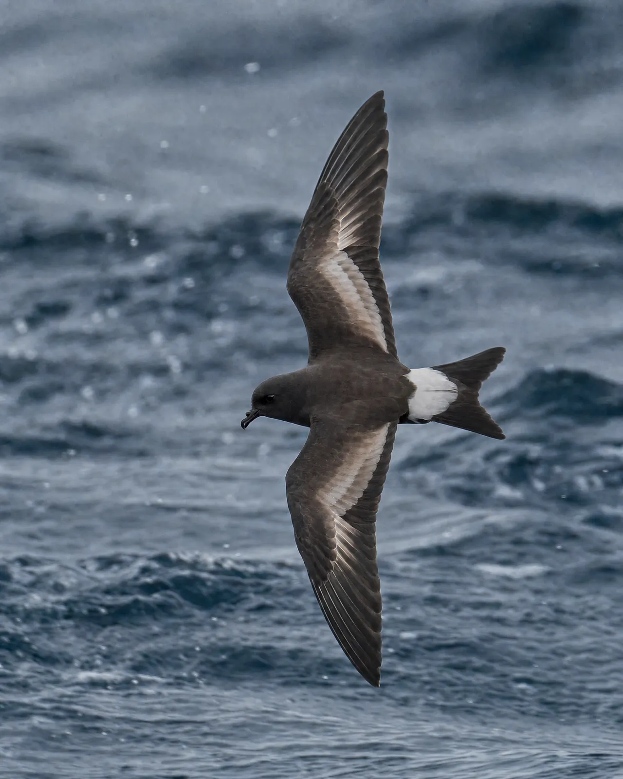 A storm petrel
