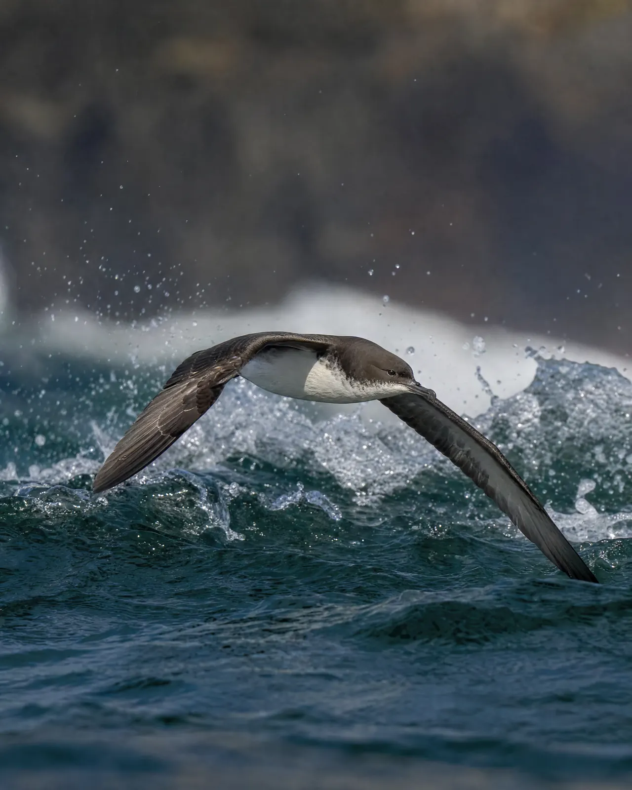 A shearwater